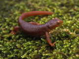 Rough-Skinned Newt on Sedum in Plumas National Forest in California Photographic Print by Phil Schermeister