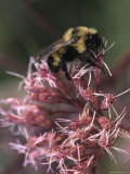A Bumblebee Collects Pollen from a Flower Photographic Print