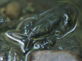 A Crayfish Sits in Rock Creek Photographic Print by Taylor S. Kennedy