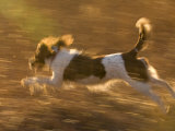 An English Springer Spaniel Runs Through a Field Photographic Print