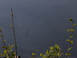 A Spider Web Covered in Dew Next to a Lake in Quebec Photographic Print