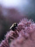 A Bumblebee Collects Pollen on a Flower Photographic Print