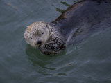 A Sea Otter Eats a Meal Lámina fotográfica