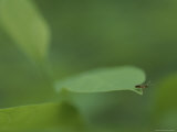 An Ant Prepares to Leap from the Edge of a Leaf Photographic Print