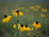 A Field of Black-Eyed Susans and Wild Grasses Photographic Print by Taylor S. Kennedy
