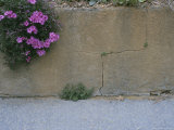A Clump of Flowers and Weeds Grow in the Cracks of a Concrete Wall Photographic Print by Taylor S. Kennedy