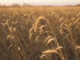 Canadian Wild Rye Photographic Print