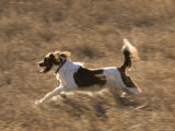 An English Springer Spaniel Runs Through the Grass Photographic Print
