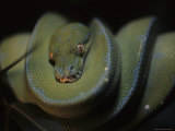 An Immature Green Tree Python Curled on a Branch Looks at the Camera Photographic Print by Taylor S. Kennedy