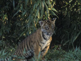 A Tiger Cub Looks Out at the World with Apprehension and Curiosity Photographic Print by Taylor S. Kennedy