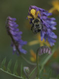 A Spider Eats a Bumblebee While Perched on a Flower Photographic Print