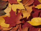 Autumn Leaves Lie in a Pile on the Forest Floor Photographic Print by Taylor S. Kennedy