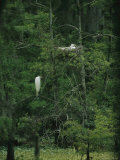 A Pair of Snowy Egrets Sit on a Nest in a Swamp in Georgia Photographic Print