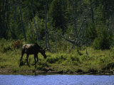 Moose at Shore of Hidden Lake on Isle Royale National Park, Michigan Photographic Print