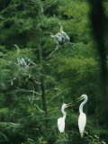 A Pair of Egrets and a Pair of Anhingas Sit on Tree Branches Photographie