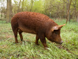 A Red Wattle Pig on a Farm in Kansas Photographic Print