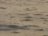 Holes in the Ground Mark a Black-Tailed Prairie Dog Town Lámina fotográfica