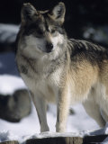 A Gray Wolf Stands Cautiously on a Sunnew York Winter Day Lámina fotográfica A Gray Wolf Stands Cautiously on a Sunnew York Winter Day Lámina fotográfica