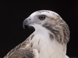 A Close-up of a Krider's Red-Tailed Hawk Photographic Print