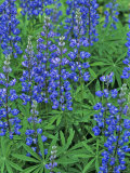 Lupine Wildflowers, Montana, USA Photographic Print by Chuck Haney
