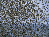 Migrating Sandpipers Congregate near Mary's Point, New Brunswick, Canada Photographic Print