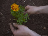 A Woman Plants a Flower in Soil Photographie
