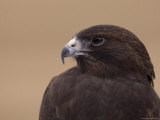 A Captive Swainson's Hawk (Buteo Swainsoni) Photographic Print