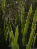 Spiderweb Supported by Tall Iris Leaves, Raspberry Island, Isle Royale National Park, Michigan Photographic Print