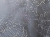 A Close View of Water Drops on a Spider Web Photographic Print