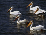 American White Pelicans, Klamath Basin Refuge Complex, Oregon Photographic Print by Phil Schermeister