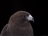 A Captive Swainson's Hawk (Buteo Swainsoni) Photographic Print