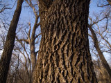 Walnut Trees as the Historic Waveland Farm Photographic Print