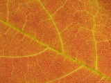 A Close View of the Veins and Cells of a Leaf in Autumn Color, Washington, District of Columbia Photographic Print by Taylor S. Kennedy