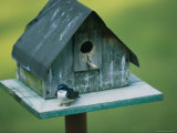 A Tree Swallow Sits on the Front Porch of Its House Photographic Print