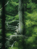 Four Immature Great Blue Herons Sit on a Nest Photographic Print