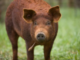 A Red Wattle Pig on a Farm in Kansas Photographie