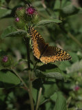 Butterfly on the Stem of a Clover Blossom, Isle Royale National Park, Michigan Photographic Print by Phil Schermeister