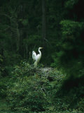 A Pair of Snowy Egrets Sit on a Nest in a Swamp in Georgia Photographic Print by Taylor S. Kennedy