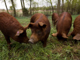 Red Wattle Pigs on a Farm in Kansas Photographie