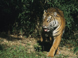 A Mature Tiger Walks Through a Shaft of Sunlight Photographic Print by Taylor S. Kennedy
