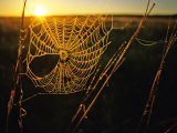 Spider Web at Sunrise, Fort Niobrara National Wildlife Refuge, Nebraska, USA Photographic Print by Chuck Haney