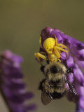 A Spider Eats a Bumblebee While Perched on a Flower, Quebec, Canada Photographic Print