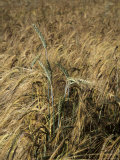 A Close View of a Barley Plant with Grains and Stalk Clearly Visible, Bavaria, Germany Photographic Print