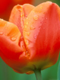 Tulip Detail, Skagit County, Washington, USA Lámina fotográfica por Rob Tilley