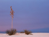White Sands, New Mexico, USA Photographic Print by Dee Ann Pederson