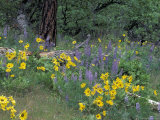 Balsam Root and Lupines Among Oregon White Oak and Pacific Ponderosa Pine, Rowena, Oregon, USA Photographic Print