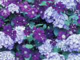 Hydrangea and Clematis, Issaquah, Washington, USA, Photographic Print by Darrell Gulin