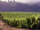 Dog in Knutsen Vineyard, Willamette Valley, Oregon, USA Photographic Print by Janis Miglavs