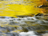 Reflections of Spring in Stream, Great Smoky Mountain National Park, Tennessee, USA Photographie