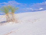 White Sands, New Mexico, USA Lámina fotográfica por Rob Tilley